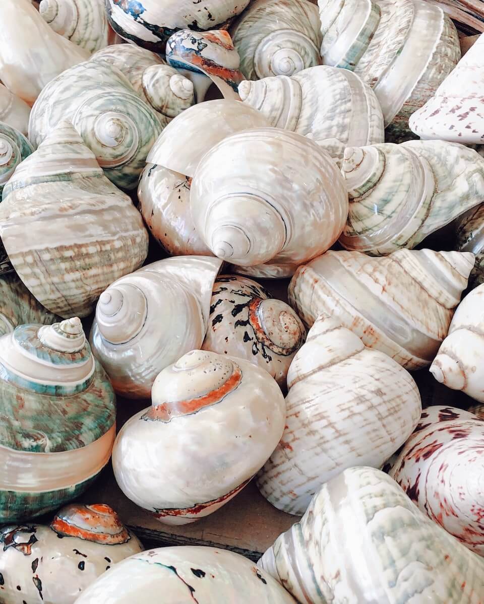 Sea shell spiral