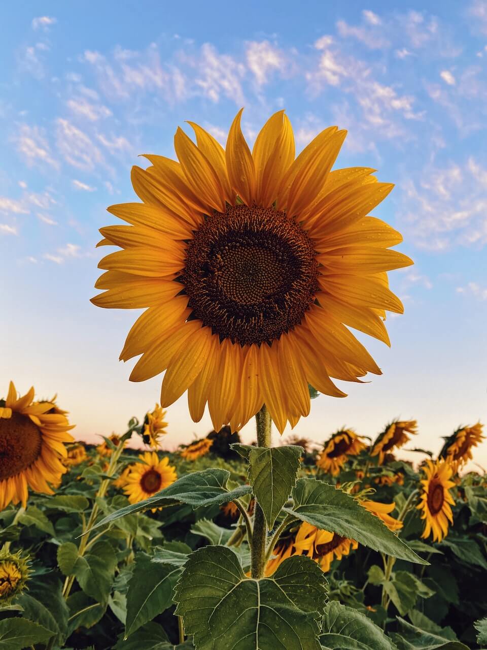 Sunflower spiral